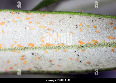 Die schwarzen Larven, Saissetia oleae (Hemiptera: Coccidae) auf dem Olivenbaum, sind ein wichtiger Schädling von Zitrus- und Olivenbäumen. Stockfoto