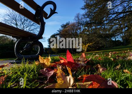 Eine Parkbank in den Valley Gardens, Harrogate, umgeben von gefallenen Acer- und Maple-Blättern, North Yorkshire, England, Großbritannien. Stockfoto