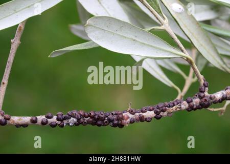 Die schwarze Skala, Saissetia oleae (Hemiptera: Coccidae) auf dem Olivenbaum, ist ein wichtiger Schädling von Zitrus- und Olivenbäumen. Stockfoto