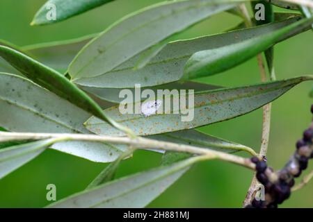 Long-tailed mealybug (Pseudococcus longispinus) auf einer Olive Leaf. Weiße Baumwolle durch das Weibchen abgesondert versteckt die Eier. Stockfoto