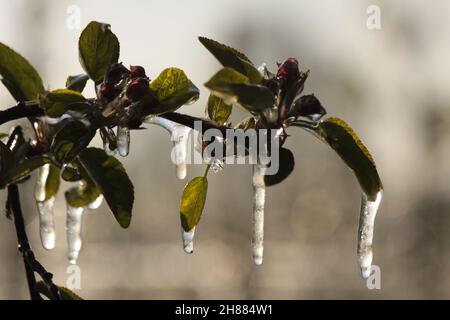 Mit einer Eisschicht verhindern, dass die Fruchtblüte gefriert. Gerinnungswärme. Stockfoto