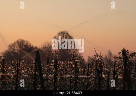 Mit einer Eisschicht verhindern, dass die Fruchtblüte gefriert. Gerinnungswärme. Stockfoto