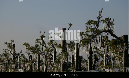 Mit einer Eisschicht verhindern, dass die Fruchtblüte gefriert. Gerinnungswärme. Stockfoto