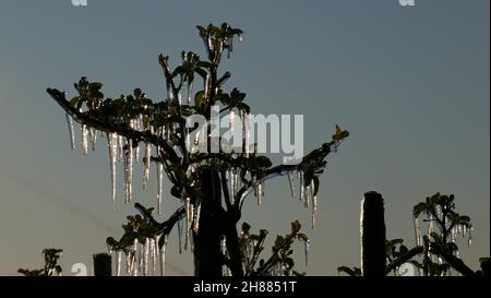 Mit einer Eisschicht verhindern, dass die Fruchtblüte gefriert. Gerinnungswärme. Stockfoto