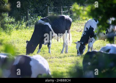 Holsteiner Kühe grasen auf Gras. Stockfoto