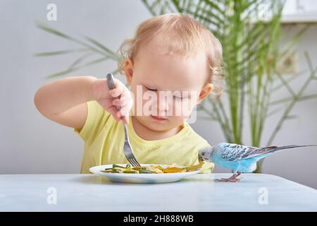 Kind isst neben einem Wellensittich. Das Konzept der Pflege von Haustieren Stockfoto