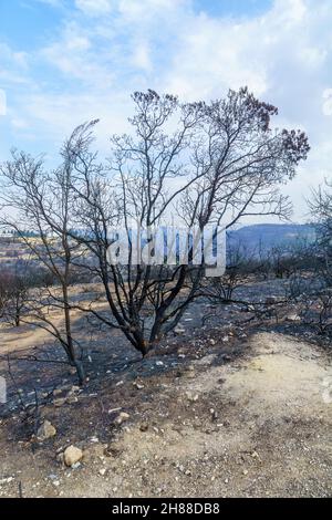 Blick auf verbrannte Bäume in Har HaTayyasim (Pilotenberg), einem bepflanzten Wald am Stadtrand von West-Jerusalem, Zentralisraelien Stockfoto