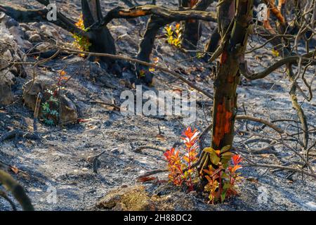 Blick auf verbrannte Bäume mit neuer Vegetation, in Har HaTayyasim (Pilotenberg), einem bepflanzten Wald am Stadtrand von West-Jerusalem, Zentralisraelien Stockfoto