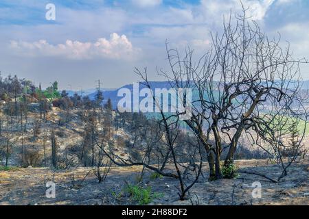 Blick auf verbrannte Bäume in Har HaTayyasim (Pilotenberg), einem bepflanzten Wald am Stadtrand von West-Jerusalem, Zentralisraelien Stockfoto