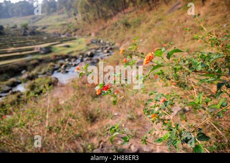 Verschiedene Ansichten von Palampur, Himachal Stockfoto