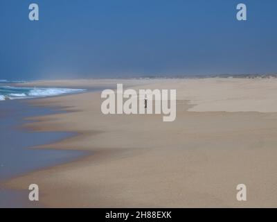 Der Hund Golden Retriever läuft an einem leeren Strand Stockfoto