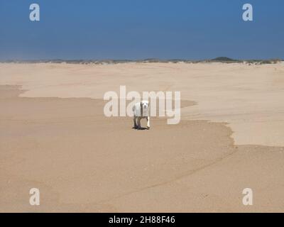 Der Hund Golden Retriever läuft an einem leeren Strand Stockfoto