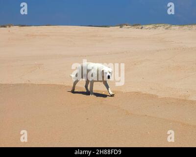 Der Hund Golden Retriever läuft an einem leeren Strand Stockfoto