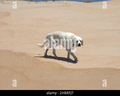 Der Hund Golden Retriever läuft an einem leeren Strand Stockfoto