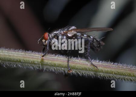 Eine grüne Fliege geht entlang eines haarigen Pflanzenstiels, Renishaw, North East Derbyshire Stockfoto