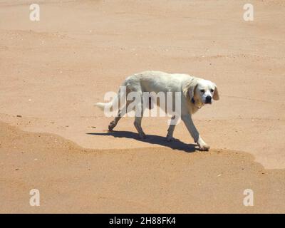 Der Hund Golden Retriever läuft an einem leeren Strand Stockfoto