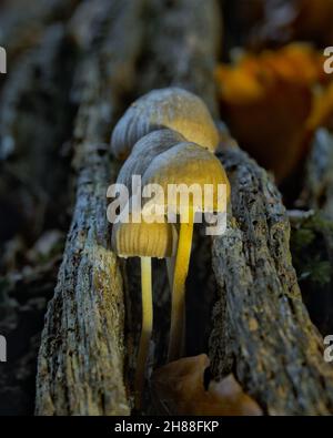 Geclusterte Haubenpilze, die aus einem verfaulenden Baumstamm wachsen, Eckington Woods, North East Derbyshire Stockfoto