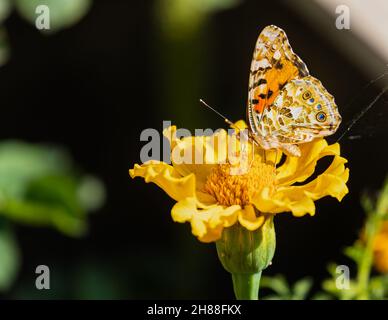 Gemalte Dame Schmetterling auf einer Ringelblume Blume Stockfoto