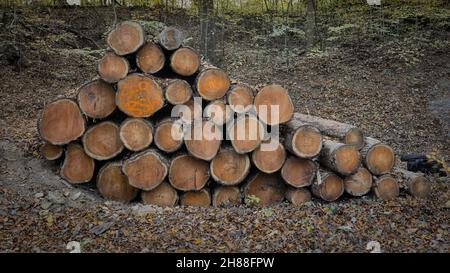 Blockhaufen, der die Entfernung von Lärchen in Eckington Woods, North East Derbyshire, zeigt Stockfoto