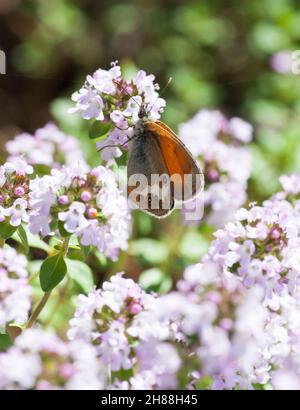COENONYMPHA ARCANIA pearly heath Butterfly Stockfoto