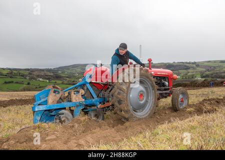 Cahermore, West Cork, Irland. 28th. November 2021. Vinny Bennett aus Rossmore nimmt am Spiel der Cork West Pflügen-Vereinigung auf dem Land von Geoffery Wycherley, Cahermore, West Cork, Irland, Teil. - Credit: David Creedon/Alamy Live News Stockfoto