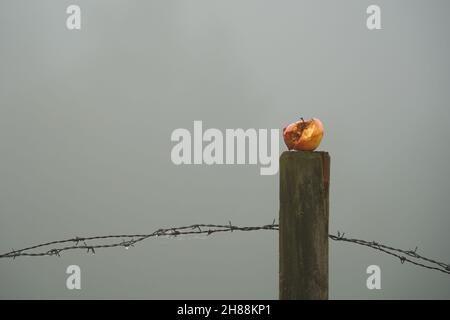 1 verfaulter zerdrückter Apfel (Malus) liegt auf einem Mast eines Stacheldrahtzauens. Morgennebellandschaft im september. Stockfoto