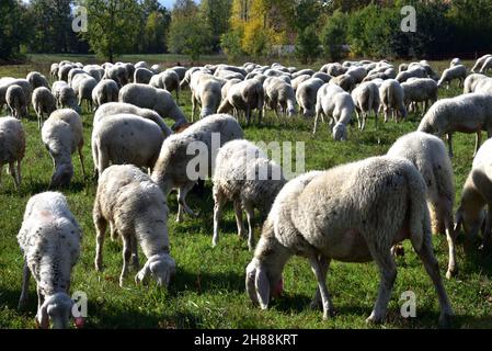 Die Herde ernährt sich während des Herbstübergangs auf der Tieflandwiese Stockfoto