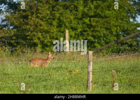 1 Junge Rotwildhähnchen stehen am frühen Morgen auf einer grünen Weide und werden von der Sonne beleuchtet. Tierwelt in deutschland. Stockfoto