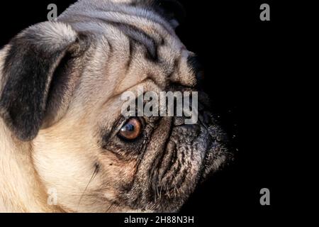 Seitenansicht Porträt eines Moorhundes Stockfoto