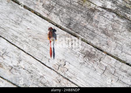 Rote Libelle auf einem Holztisch Blick von oben Stockfoto