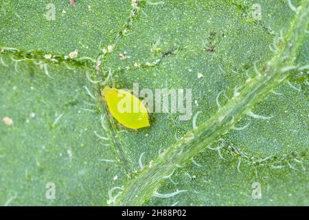 Kleine Blattläuse auf der Unterseite der Blattscheiben der Kartoffelpflanze. Stockfoto