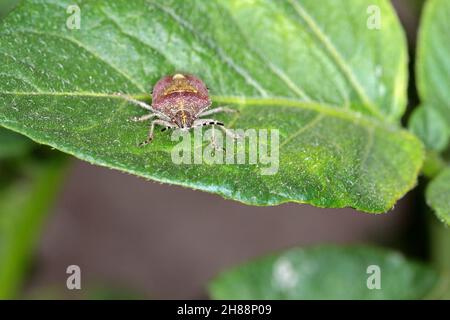 Dolycoris baccarum, der Schlehenkäfer, ist eine Art von Schildwanze aus der Familie Pentatomidae. Insekt auf Kartoffelblatt. Stockfoto