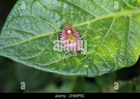 Dolycoris baccarum, der Schlehenkäfer, ist eine Art von Schildwanze aus der Familie Pentatomidae. Insekt auf Kartoffelblatt. Stockfoto