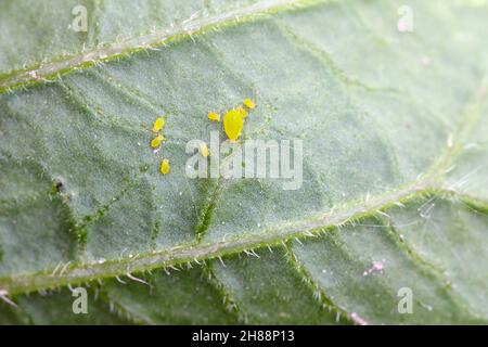 Kleine Blattläuse auf der Unterseite der Blattscheiben der Kartoffelpflanze. Stockfoto