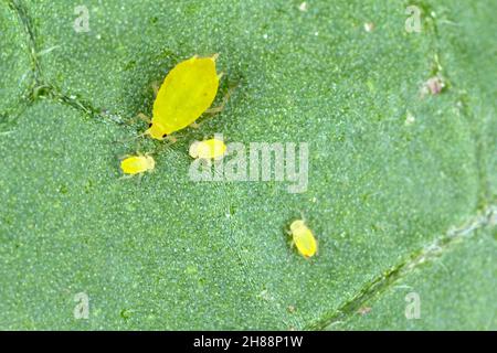 Kleine Blattläuse auf der Unterseite der Blattscheiben der Kartoffelpflanze. Stockfoto