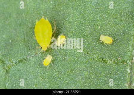 Kleine Blattläuse auf der Unterseite der Blattscheiben der Kartoffelpflanze. Stockfoto