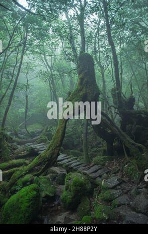 Der berühmte moosbedeckte UNESCO-Weltnaturerbe-Wald in Shiratani Unsuikyo, Yakushima Island, Präfektur Kagoshima, Japan Stockfoto