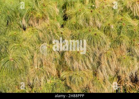 Nahaufnahme einer grünen Papyrus-Pflanze (Papyrus Reeds) auf der Insel Ortigia (Fonte Aretusa), Altstadt von Syrakus, Insel Sizilien, Italien, Europa. Stockfoto