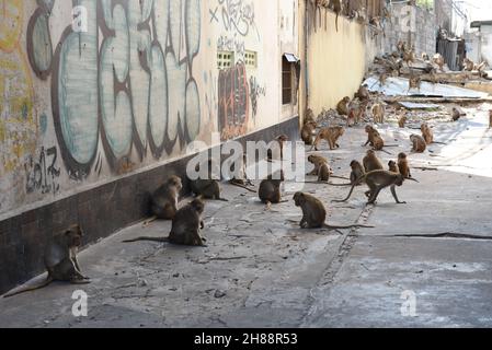 Thailand - Eine Affenherde besetzte Ein Gebäude gegenüber Phra Prang Sam Yod, Lop Buri, das manchmal den Bewohnern Probleme bereitete 28. November 2021. Stockfoto