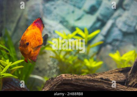 Nahaufnahme der Rotmelone-Diskusfische im Aquarium. Hobby-Konzept. Schweden. Stockfoto