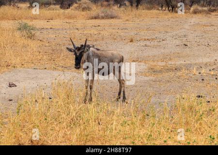 Blauer Gnus (Connochaetes taurinus) im Tarangire-Nationalpark, Tansania Stockfoto