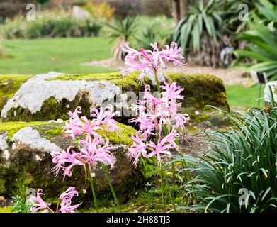 Blühende Nerine Bowdenil oder Cornish Bowden Lilienblumen wachsen in den Cambridge Botanical Gardens Stockfoto