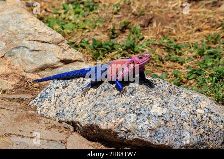 Männliche mwanza-Felsenagama (Agama Mwanzae) oder die Spider-man-Agama auf einem Stein im Serengeti-Nationalpark, Tansania Stockfoto