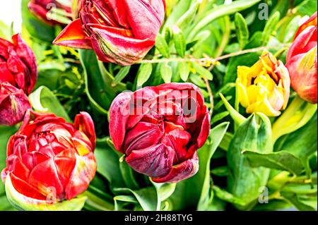 Bunte Tulpenbüschel; Bunter Tulpenstrauß Stockfoto