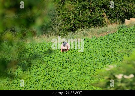 Ländlicher Alltag in Nordgriechenland eine Frau, die in einem Tabakfeld zwischen Xanthi und der bulgarischen Grenze arbeitet Stockfoto