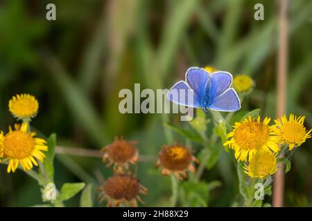 Gewöhnlicher Blauer Schmetterling, auf gelben Dandelionblüten Stockfoto