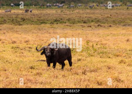 Afrikanischer Büffel oder Kapbüffel (Syncerus Caffer) im Ngorongoro Crater National Park in Tansania. Tierwelt Afrikas Stockfoto