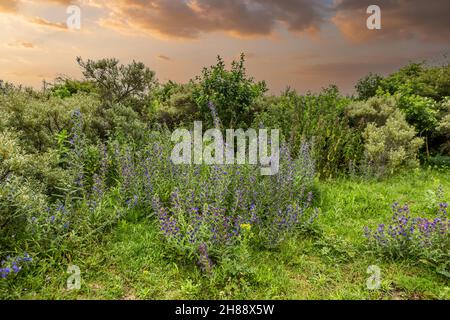 Snakewort, Echium vulgare, wächst und blüht im Juni Juli in den kalkhaltigen Dünen von Nord-Holland vor dem Hintergrund der Dünenvegetation aus Strauch Stockfoto