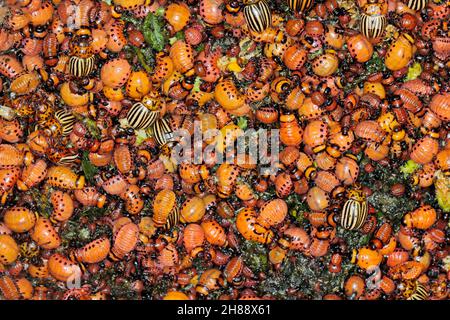 Viele Larven und Käfer des Kartoffelkäfers von Colorado (Leptinotarsa decemlineata), auch bekannt als zehngestreifter spearman oder Kartoffelkäfer. Stockfoto