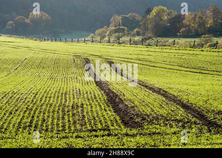 Ländliche Landschaft bei Gewissenruh, Wesertal, Weser-Hochland, Weserbergland, Hessen, Deutschland Stockfoto